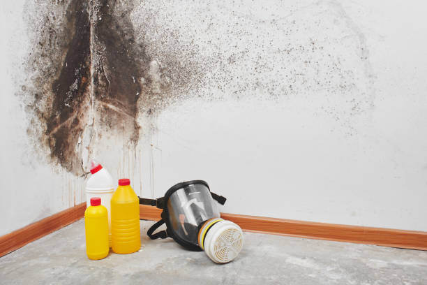 Best Commercial Mold Removal  in USA